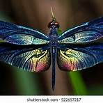 Dragonfly Pictures1