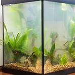 Fish Tank5
