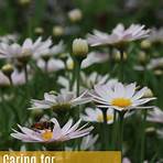 how to care for shasta daisies after they bloom4