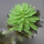 粉綠狐尾藻4