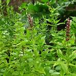 where does the herb mentha spicata come from from mexico song list3