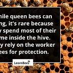 Queen Bee1