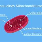 mitochondrien1