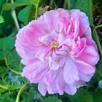 damask rose tea1