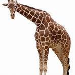 giraffe pictures4