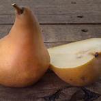 comice pear vs bartlett2