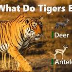 Tiger wikipedia4