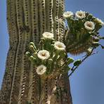 cacti of the sonoran desert5