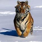 bengal tiger vs siberian tiger1
