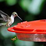 hummingbird feeder1