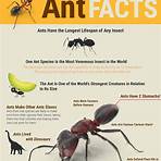 Are panda ants ants?2