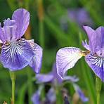 iris pflanze5