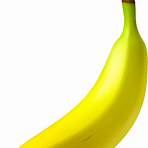 Banana slug wikipedia5