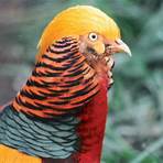 exotic pheasants for sale3