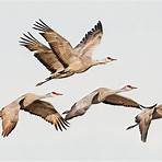 sandhill crane migration3
