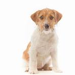 filhotes de jack russell terrier4