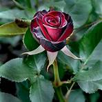 rose black pink4
