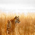 Are Tiger solitary animals?1