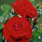 ingrid bergman rose for sale2