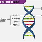 What are the functions of DNA?3