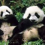 How many giant pandas are left in the wild?4