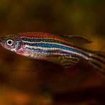 saddam hussein's genetically engineered fish glow1