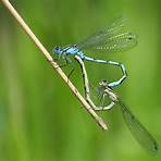 dragonfly nymph1