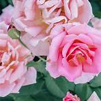 international rose test garden oregon3