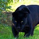 pantera negra animal características2