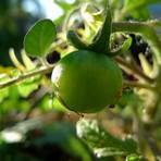 what is the fruit of solanum lycopersicum plant disease known4