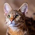 savannah cat valor4