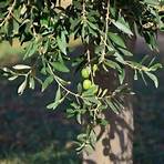 olivenbaum schädlinge bilder5