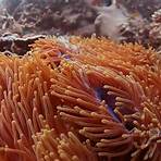 Great Barrier Reef filme4