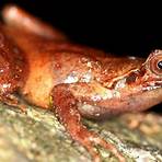 horned frog tadpole2