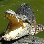 crocodile dundee2