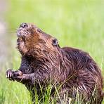 Beaver wikipedia3