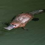 what is the taxonomy of a beaver duck4