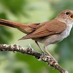 nightingale bird3