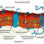 what is the function of the cell membrane2