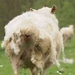 Sheep Arca2