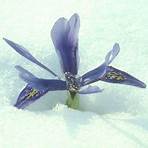 iris zwiebeln winterhart5