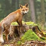 types of fox animals5