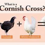 cornish chicken vs cross1