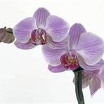 orchid flower photo3
