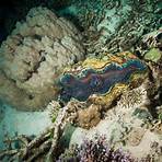 how does a giant clam work in the ocean4