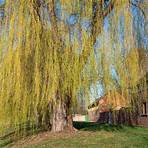 willow tree3