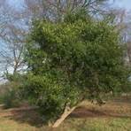 holly tree tree2