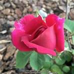 maggie rose bush1