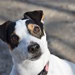 jack russell terrier3