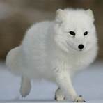 arctic fox habitat4